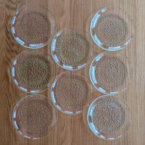 Anthropologie Gold Bubble Glass Plates Set/8 Turkish Art Glass Dessert Plates 7"